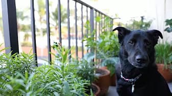 Post 2 by Urban Oko on YouTube (video)