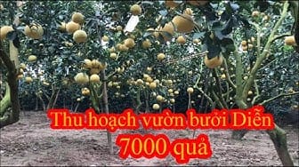 Post 8 by Câu cá & Làm vườn on YouTube (video)