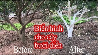 Post 7 by Câu cá & Làm vườn on YouTube (video)