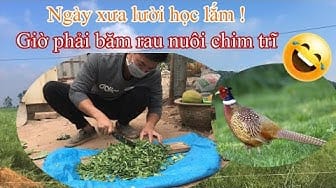 Post 2 by Câu cá & Làm vườn on YouTube (video)