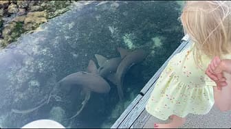 Post 6 by Underwater Cameraman on YouTube (video)