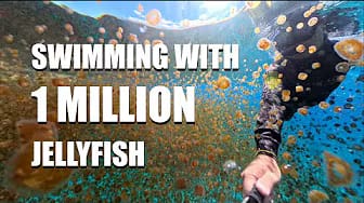 Post 1 by Underwater Cameraman on YouTube (video)