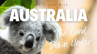 Post 7 by Journey Into Wild on YouTube (video)