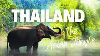 Post 6 by Journey Into Wild on YouTube (video)