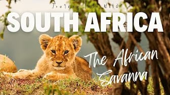 Post 2 by Journey Into Wild on YouTube (video)