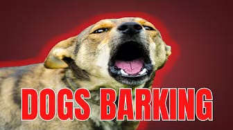 Post 1 by Dog TeleVision - I Want My Dog TV! on YouTube (video)