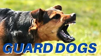 Post 3 by Dog TeleVision - I Want My Dog TV! on YouTube (video)