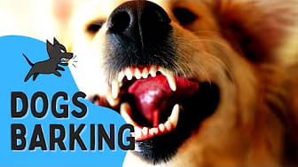 Post 4 by Dog TeleVision - I Want My Dog TV! on YouTube (video)