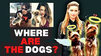 Post 2 by Dog TeleVision - I Want My Dog TV! on YouTube (video)