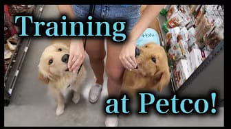 Post 9 by Jessica Paulsen on YouTube (video)