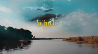 Post 7 by Gamiel Films on YouTube (video)