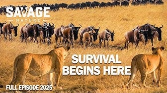 Post 2 by Savage Nature on YouTube (video)