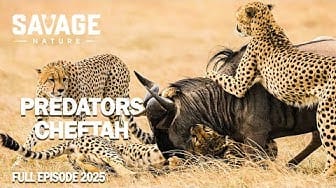 Post 9 by Savage Nature on YouTube (video)