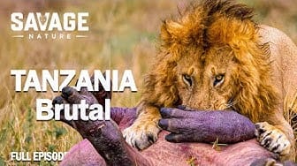 Post 8 by Savage Nature on YouTube (video)