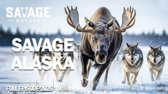 Post 7 by Savage Nature on YouTube (video)