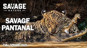 Post 4 by Savage Nature on YouTube (video)