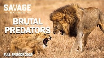 Post 3 by Savage Nature on YouTube (video)