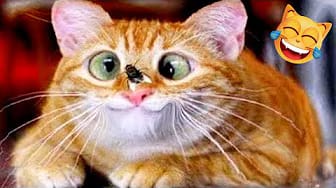 Post 8 by For Your Fun on YouTube (video)