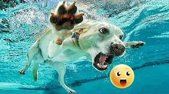 Post 6 by For Your Fun on YouTube (video)