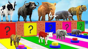 Post 5 by Funny Animals 3D on YouTube (video)