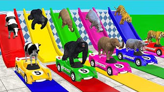Post 3 by Funny Animals 3D on YouTube (video)