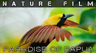 Post 7 by Nature Film on YouTube (video)