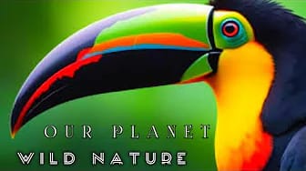 Post 8 by Nature Film on YouTube (video)