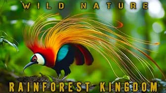 Post 3 by Nature Film on YouTube (video)