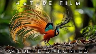 Post 9 by Nature Film on YouTube (video)