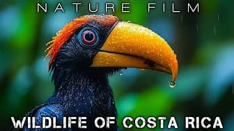 Post 2 by Nature Film on YouTube (video)