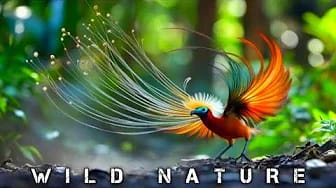 Post 6 by Nature Film on YouTube (video)