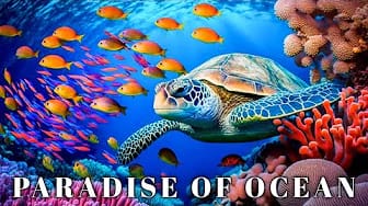 Post 5 by Nature Film on YouTube (video)