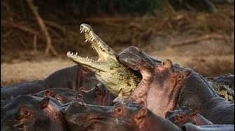 Post 9 by The Best Attacks Of Wild Animals on YouTube (video)