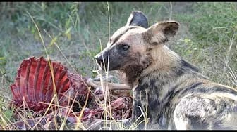Post 8 by The Best Attacks Of Wild Animals on YouTube (video)