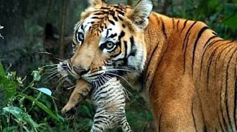 Post 1 by The Best Attacks Of Wild Animals on YouTube (video)
