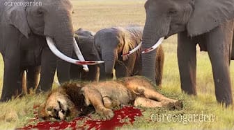 Post 6 by The Best Attacks Of Wild Animals on YouTube (video)