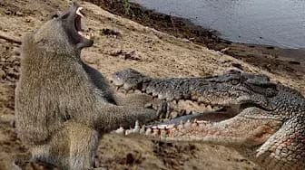 Post 7 by The Best Attacks Of Wild Animals on YouTube (video)