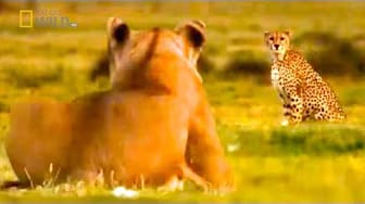 Post 5 by The Best Attacks Of Wild Animals on YouTube (video)