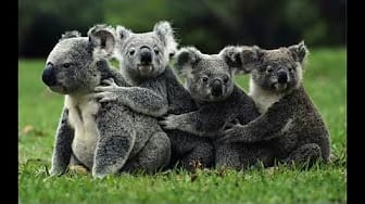 Post 4 by The Best Attacks Of Wild Animals on YouTube (video)