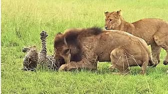 Post 3 by The Best Attacks Of Wild Animals on YouTube (video)