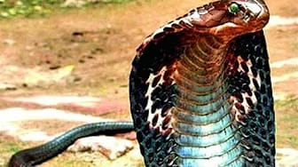 Post 2 by The Best Attacks Of Wild Animals on YouTube (video)