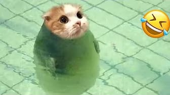 Post 2 by DogCats on YouTube (video)