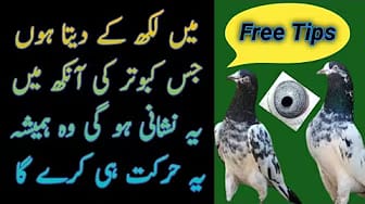 Post 10 by Crypto Pigeon on YouTube (video)