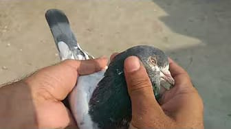 Post 5 by Crypto Pigeon on YouTube (video)