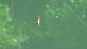 Post 2 by FISHING DELIGHTS on YouTube (video)