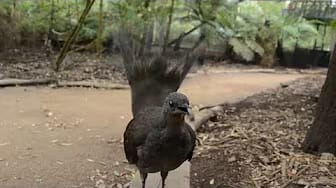Post 10 by Cute Animals on YouTube (video)