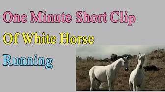 Post 9 by Cute Animals on YouTube (video)