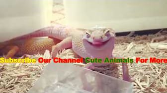 Post 6 by Cute Animals on YouTube (video)