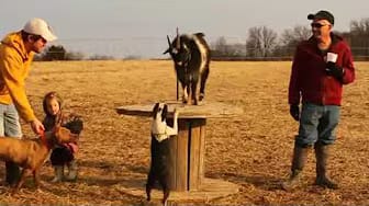 Post 4 by Cute Animals on YouTube (video)