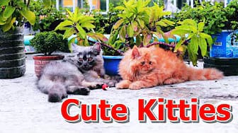 Post 7 by Kitty Cat Live on YouTube (video)